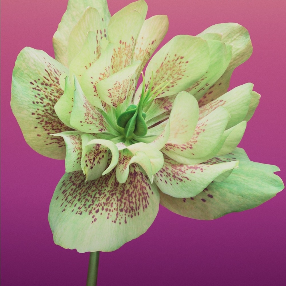 Meet your Posher, Lydia